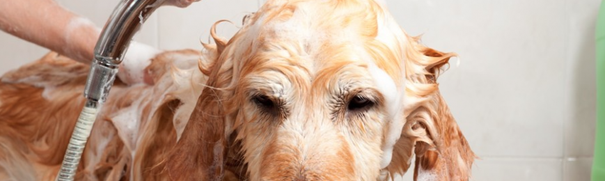 Luxury Shampoo & Conditioner For Dogs