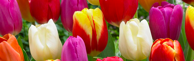 Free Pack of Tulip Bulbs