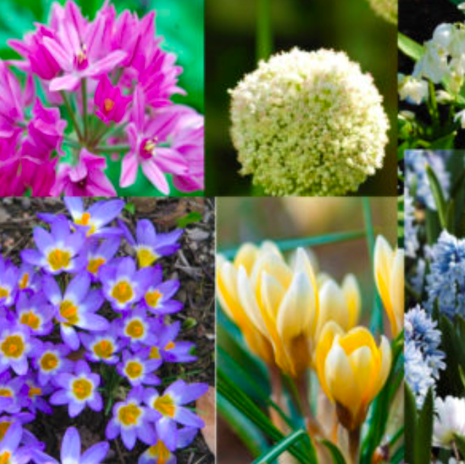 Free Flower Bulbs (20 Pack) Free Stuff UK
