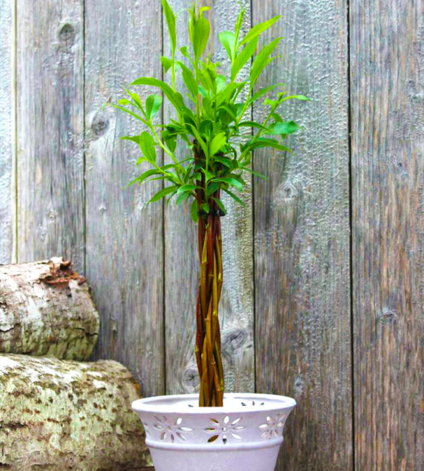Free Willow Wand Tree Free Stuff UK
