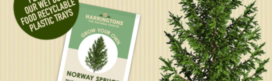 Free Norway Spruce Tree Seeds