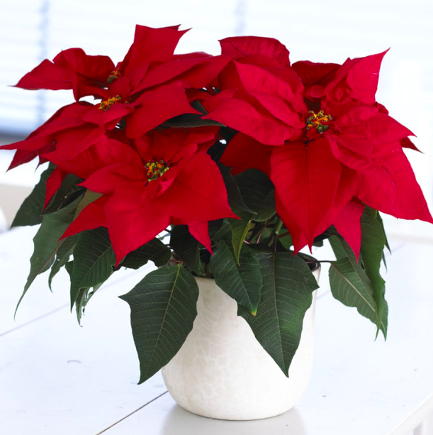 Free festive plant free stuff uk