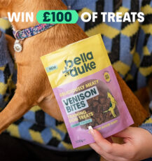 Win a £100 Dog Treat Bundle